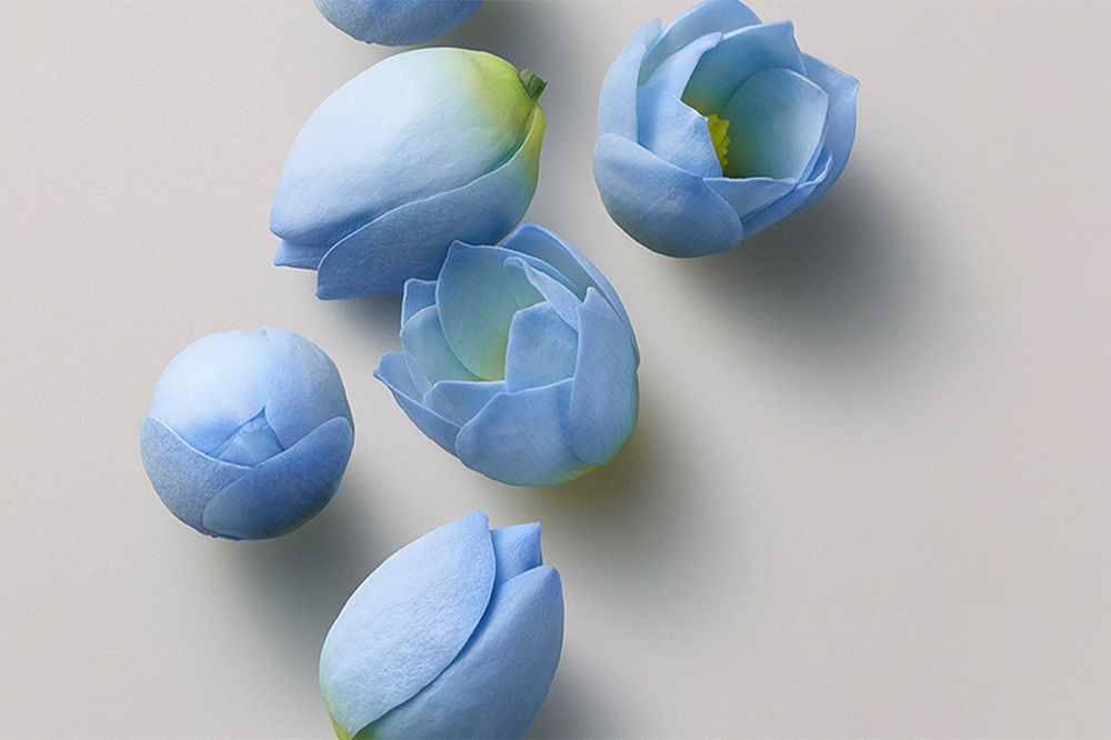 blauer lotus extrakt